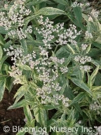 Eupatorium aromaticum 'Joicus Variegated'